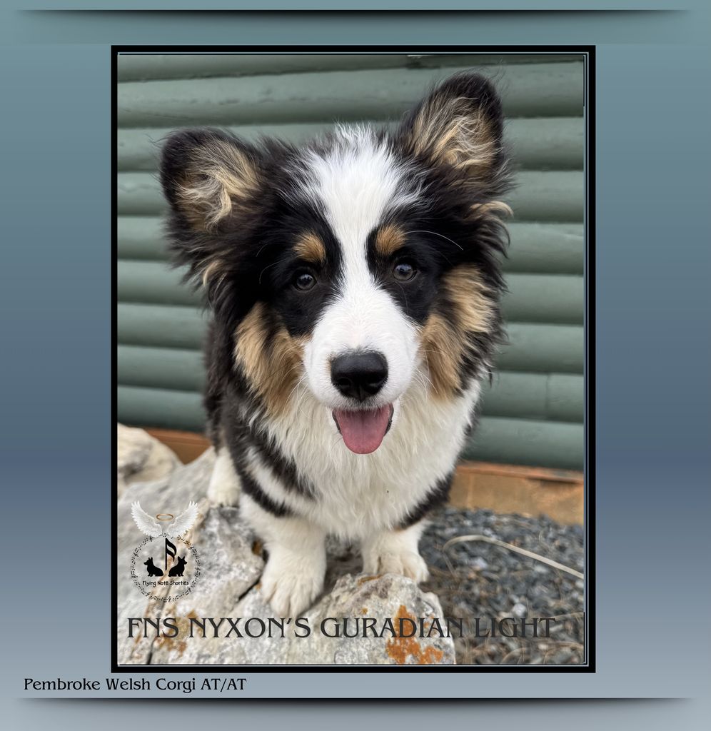 FNS Nyxon’s Guardian Light