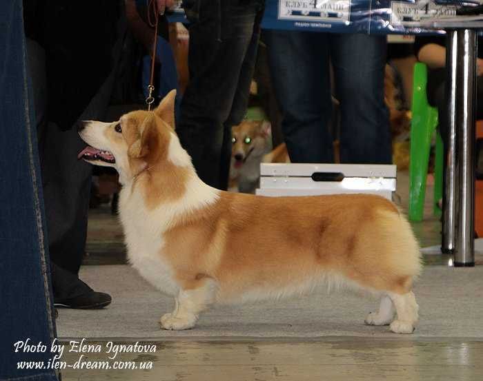 ILEN DREAM Invincible Boy