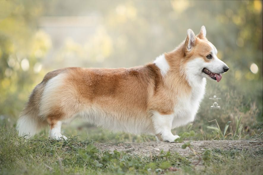 Corgi RedHill Maurizio