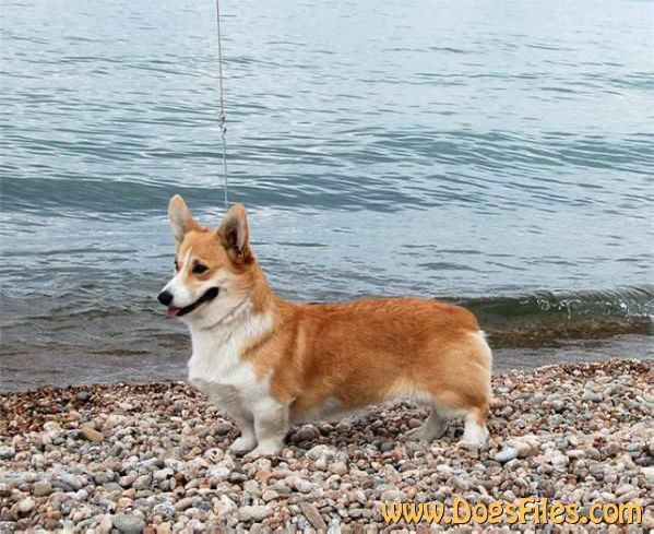 Laif Spring Siberian Sensation