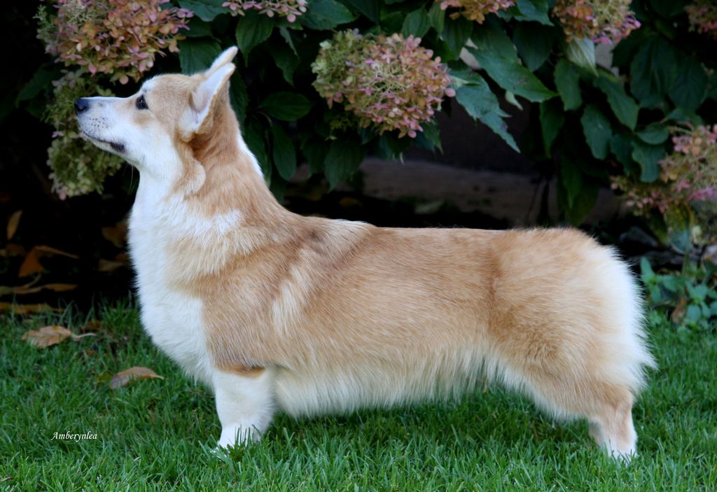Amberynlea Velvet Delight (nbt)
