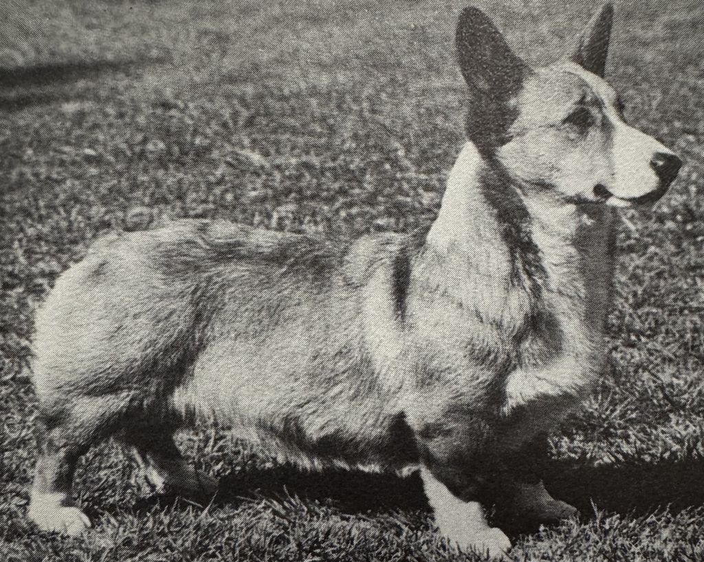 Rover Run Rarebit