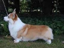 Shelvon Royale Jubilee