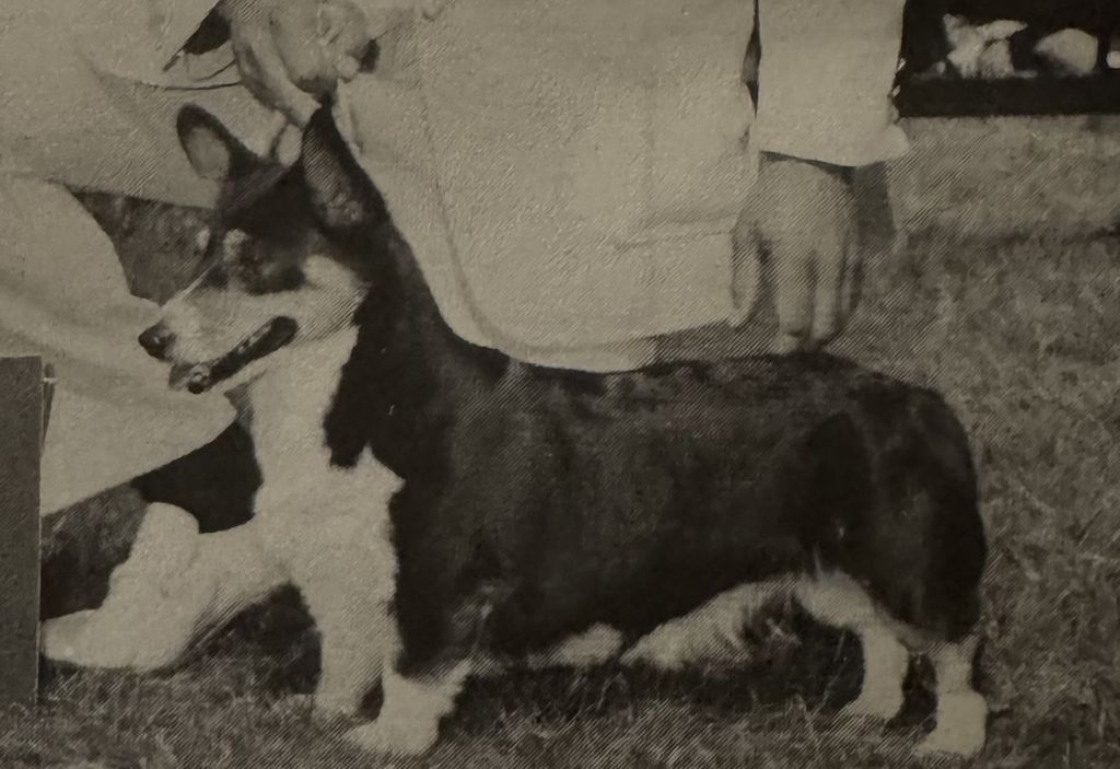 Bellhill Lady Gwendolyn