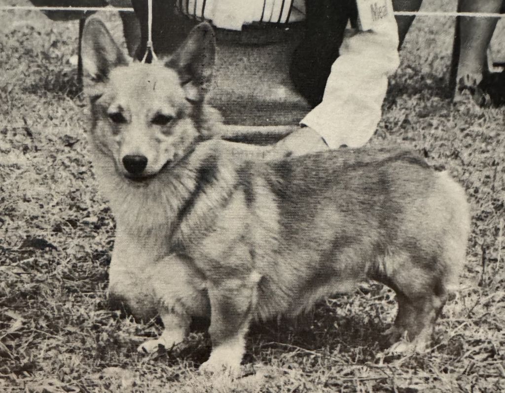 Mackson's Golden Sceptre