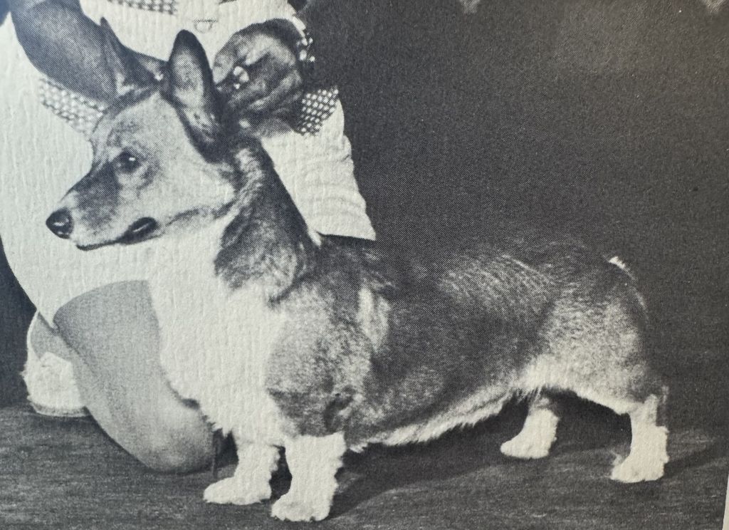 Foxshire Achilles