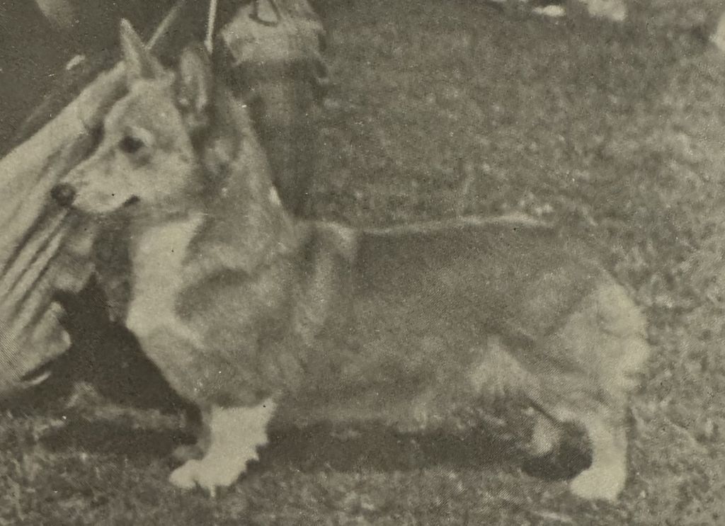 Denbighfox Polonaise