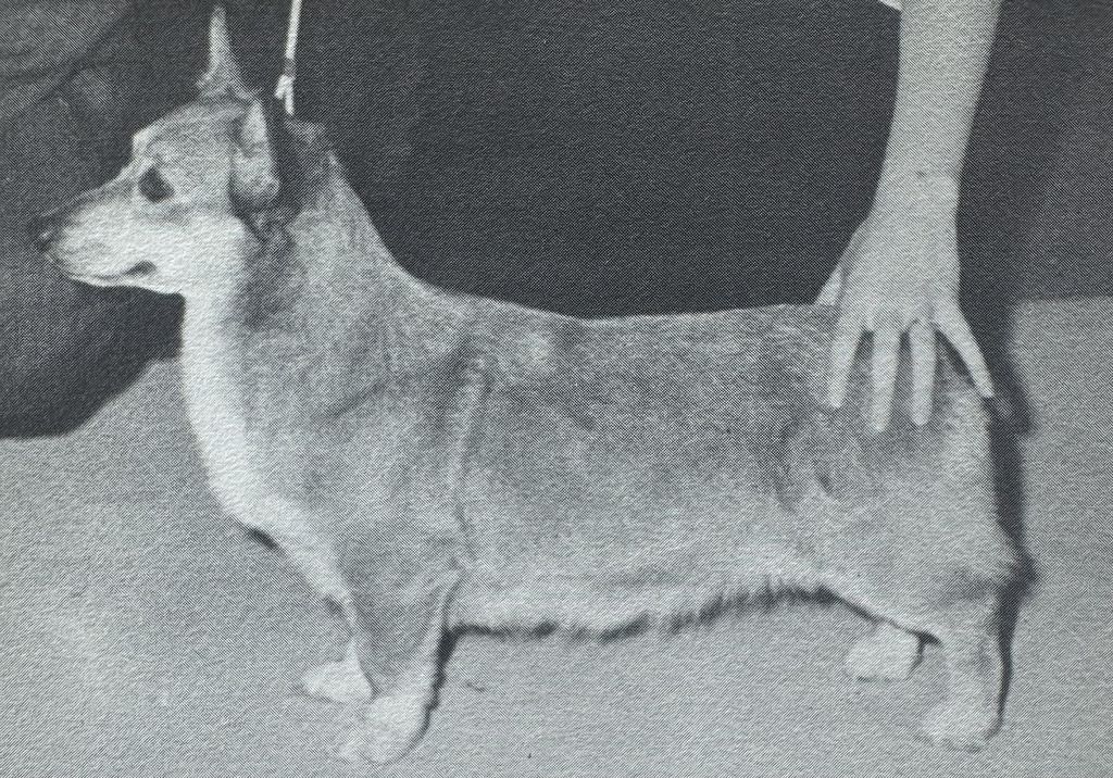 Coxshire's Miss Deluxe