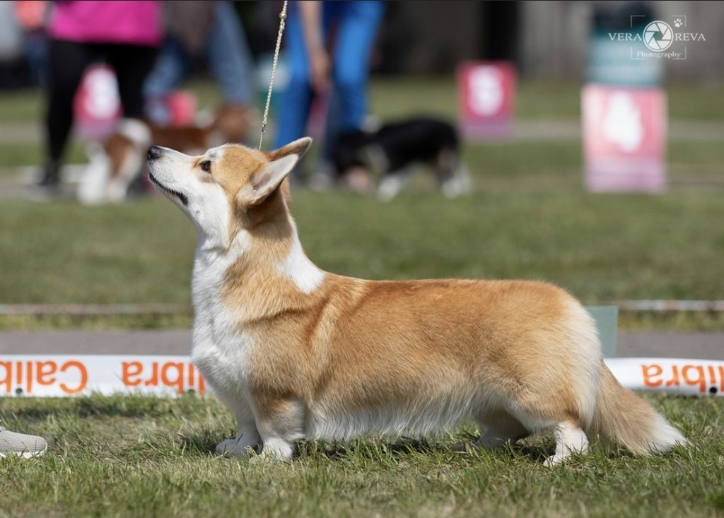 Corgirix Hurdy-Gurdy